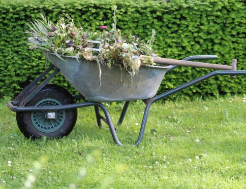 Smart Yard Cleanup Tips