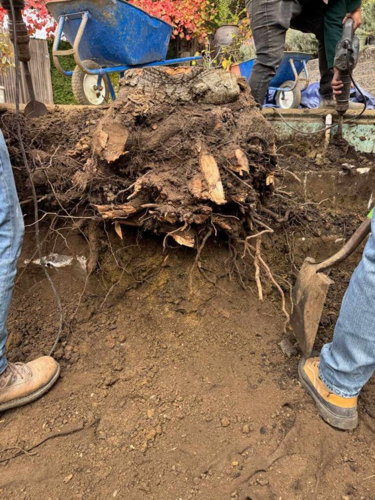 stump-root-removal